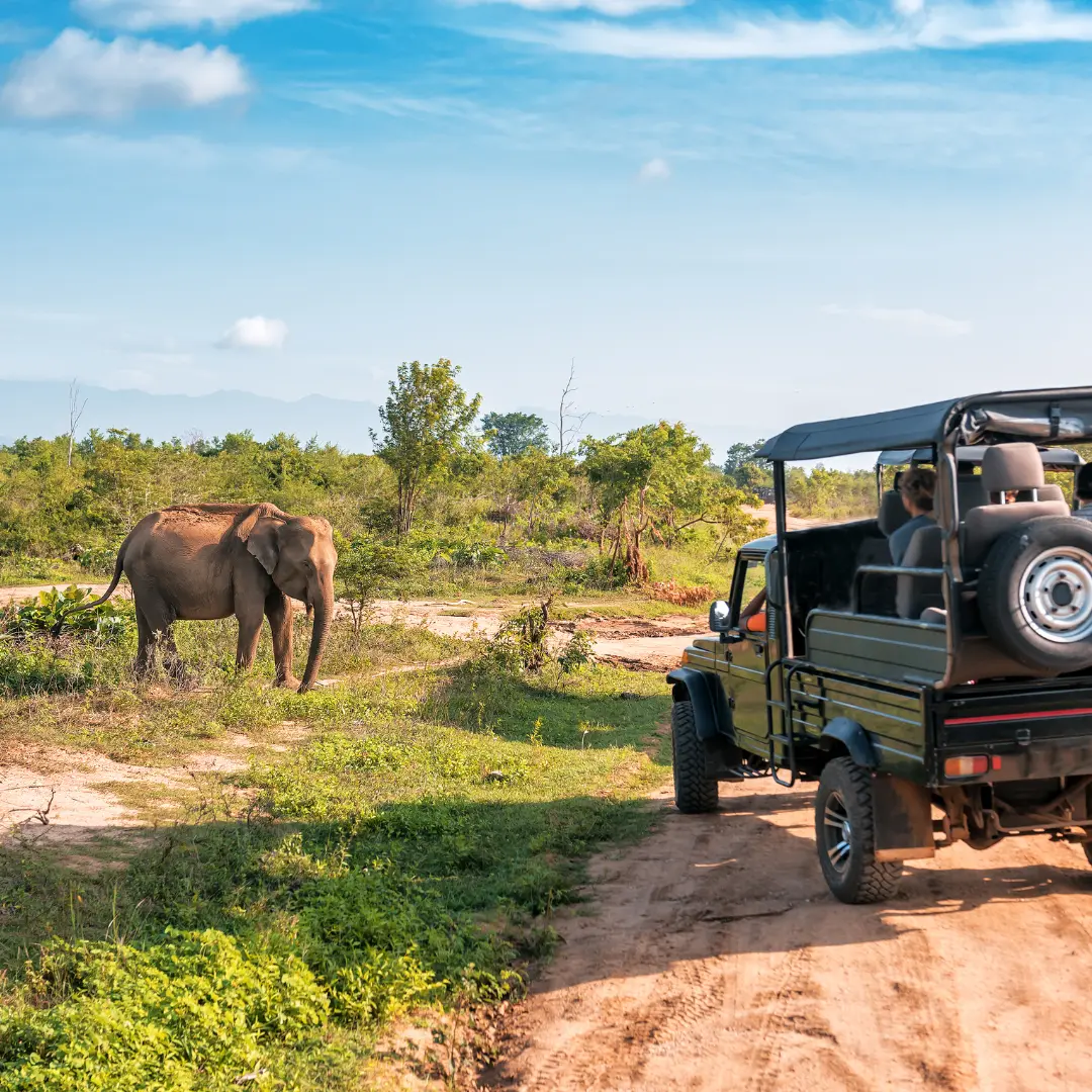 Experience a South Africa Safari!