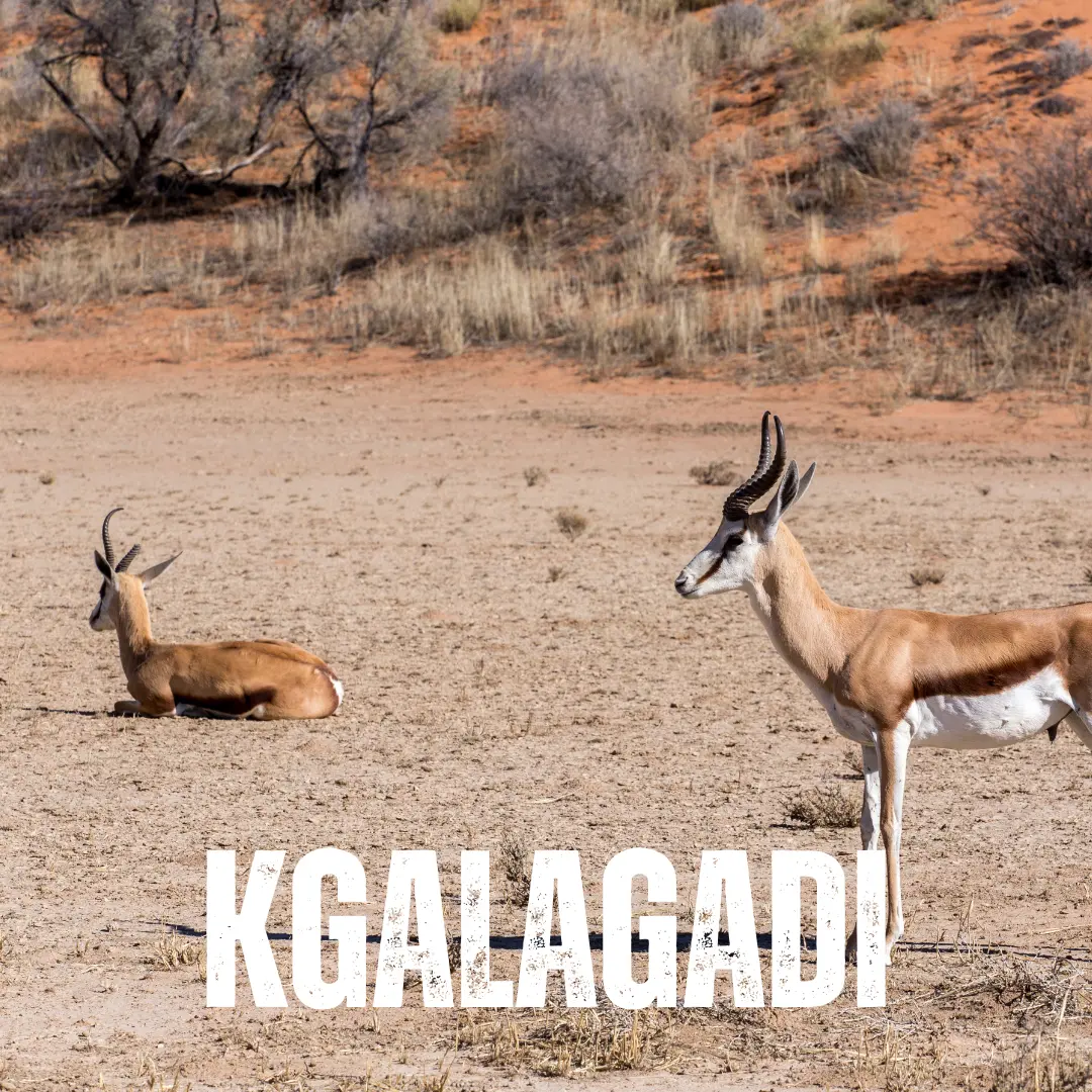 Kgalagadi